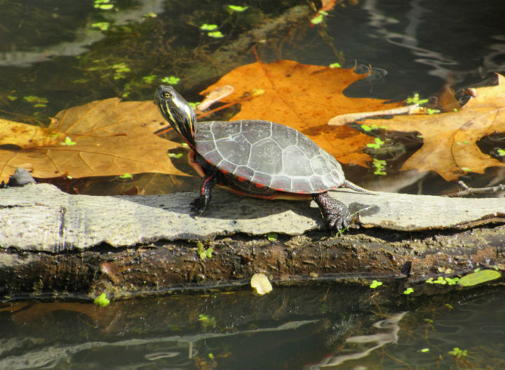 Midland Painted Turtle